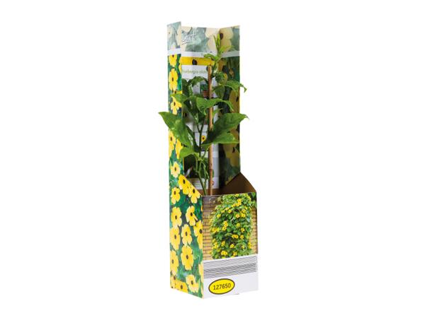Thunbergia