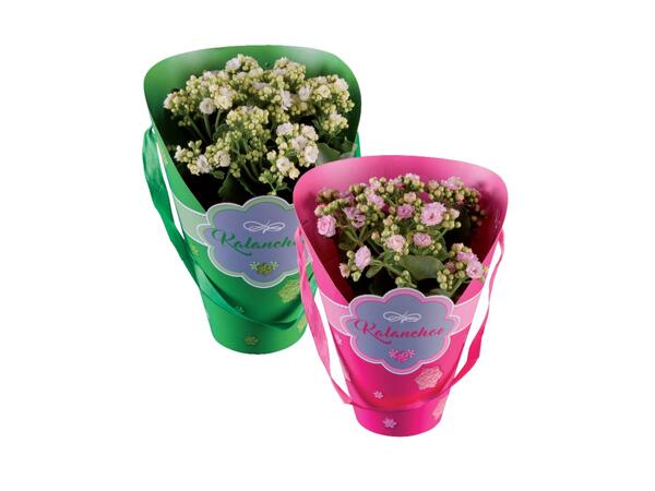 Kalanchoe