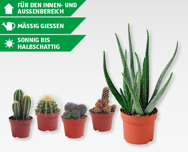 GARDENLINE(R) Aloe vera/Kakteenmix