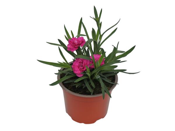 Scented Dianthus