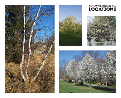 Gardenline Shade or Ornamental Tree