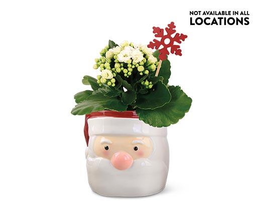 Holiday Kalanchoe Assorted Colors