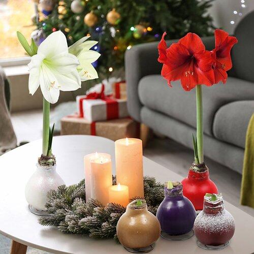 Amaryllis di cera "Buon anno nuovo"