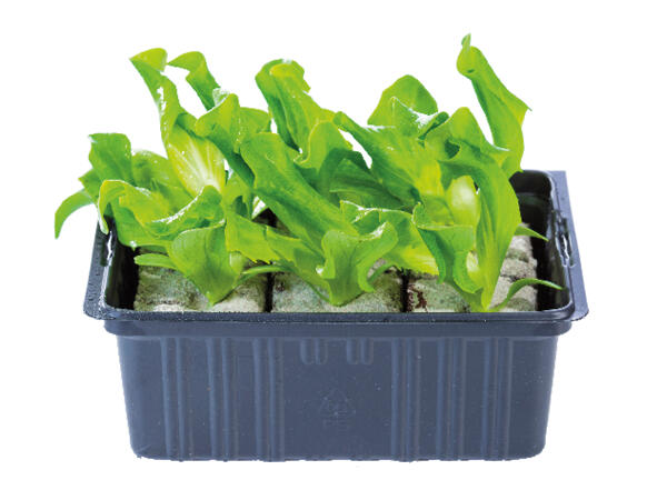 British Young Vegetable Plants