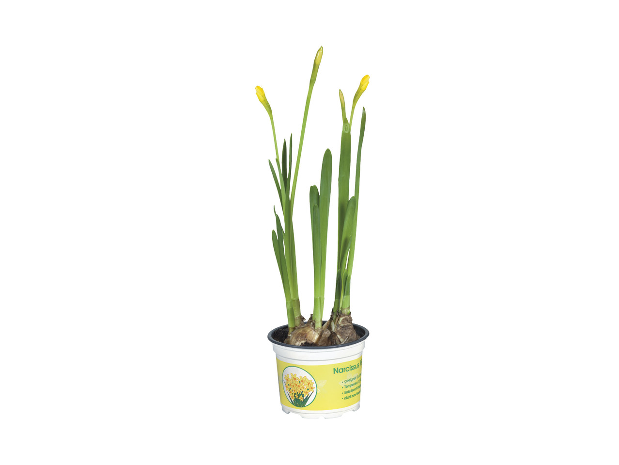 Potted Daffodils1