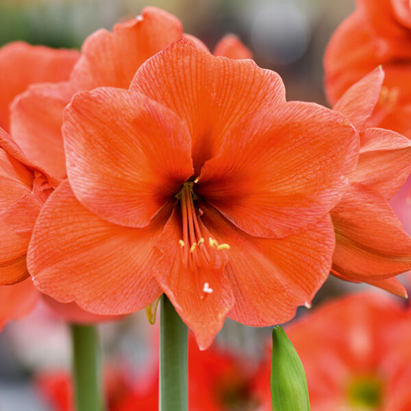 Amaryllis