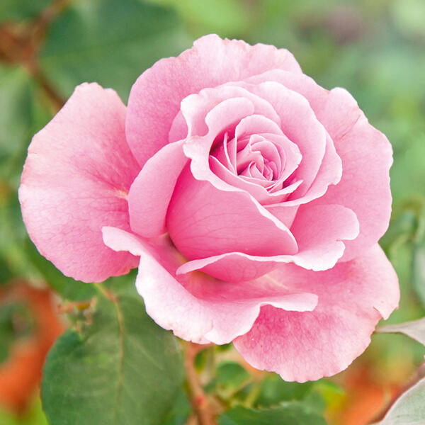 Freiland Rose