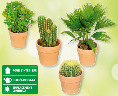Assortiment de cactus