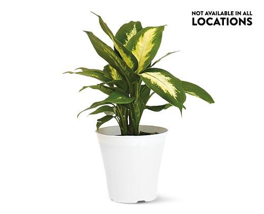 4" Foliage Assorted Varieties