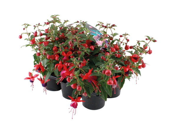 Fuchsia i 6‘er bakke