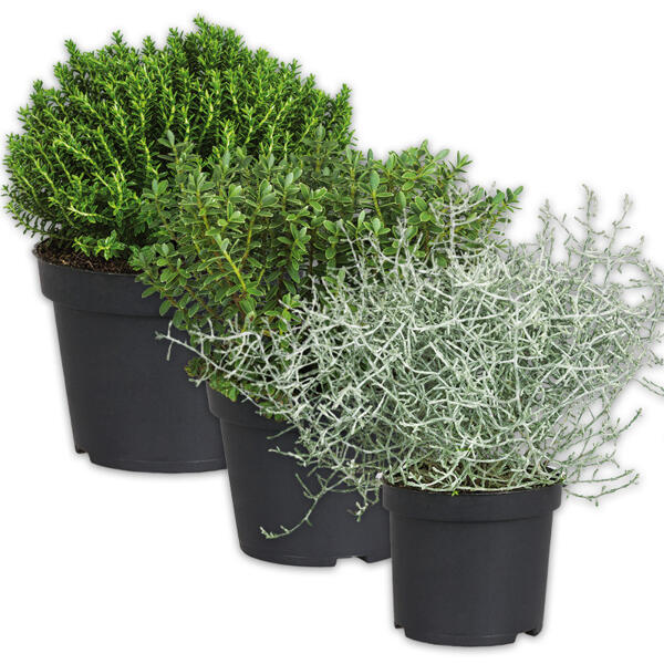 Stacheldrahtpflanze / Hebe Mix