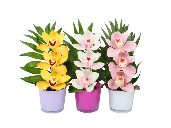 Orchid Cymbidium (cut),composition 3 Flowers