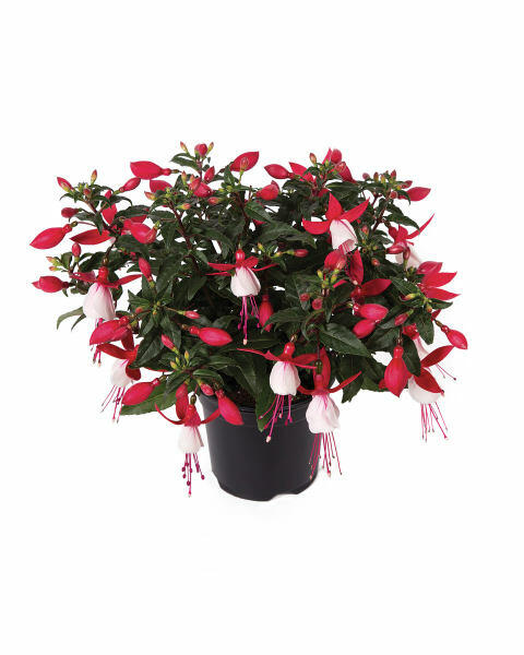 Bella Fuchsia 4 Pack