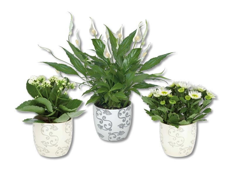 Plantes à fleurs dans un pot en céramique à motifs (dès 17.9.)