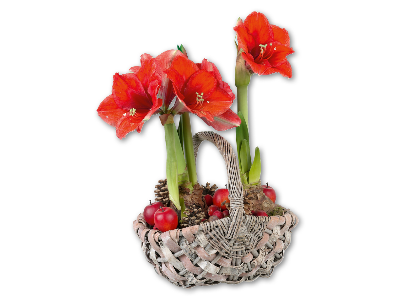 Amaryllis i kurv