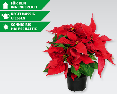 GARDENLINE(R) Weihnachtsstern