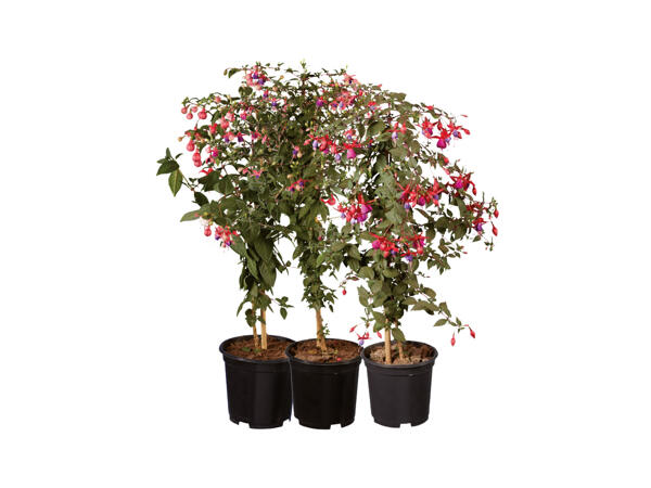 Fuchsia på stam