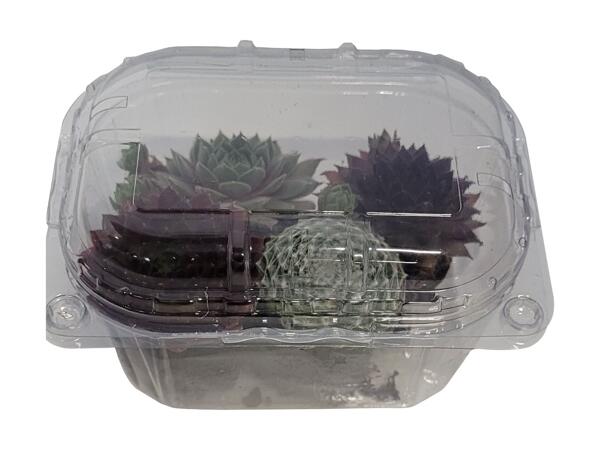 Husløg og echeveria