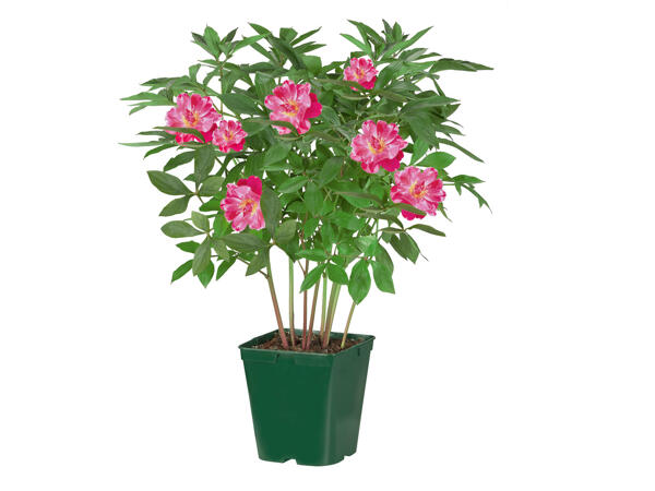 Pivoines