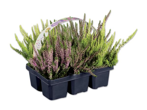 Calluna 6er Tray