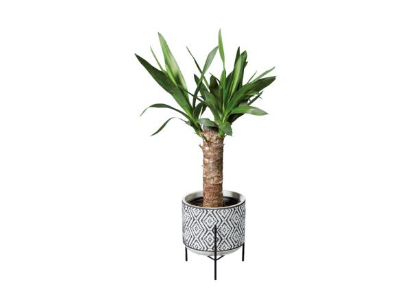 Grøn plante i keramik