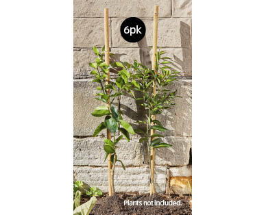 Bamboo Planting Stakes 6pk
