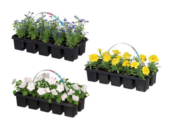 Mélange de plantes de parterre