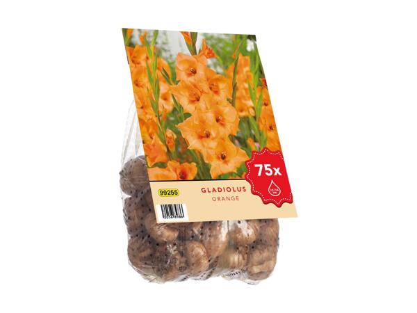 Gladiolus blomsterløg