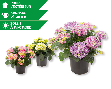Hortensia pour l'extérieur