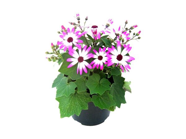 Senetti