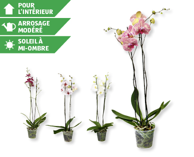 Phalaenopsis XXL GARDENLINE(R)
