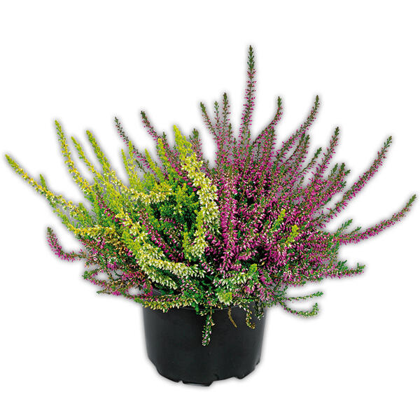 Heidekraut Calluna Twins