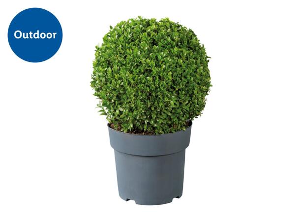 Buxus Ball