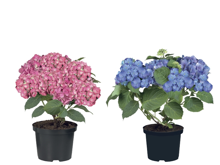 Hydrangea