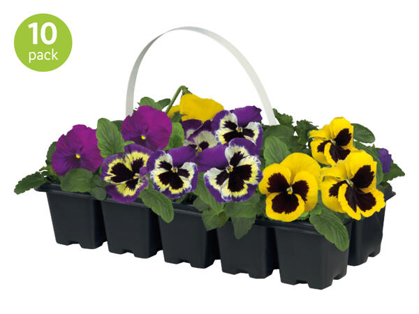 Frizzle Sizzle Pansies