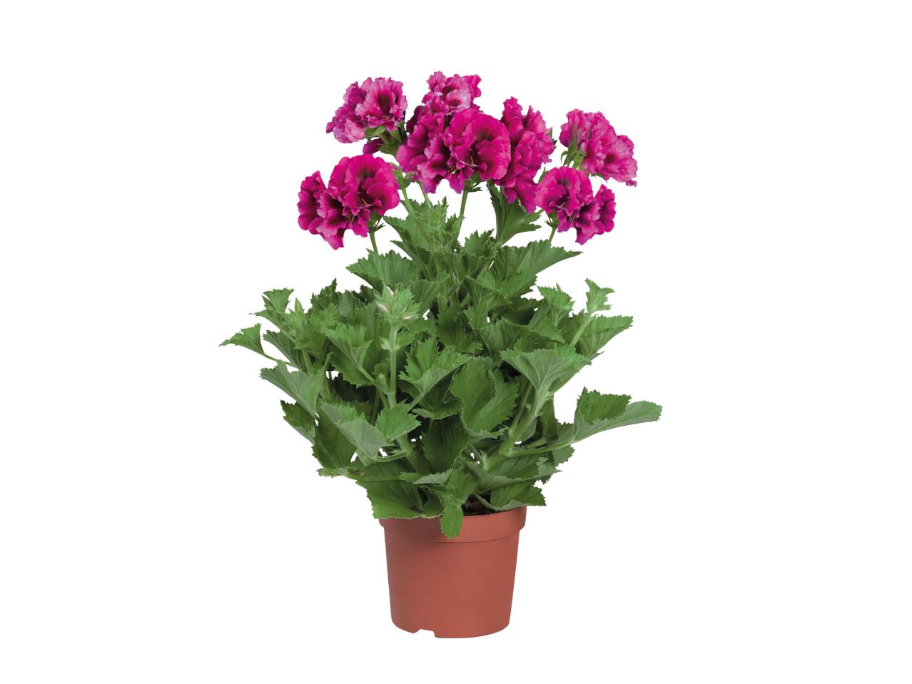 Geranium 1