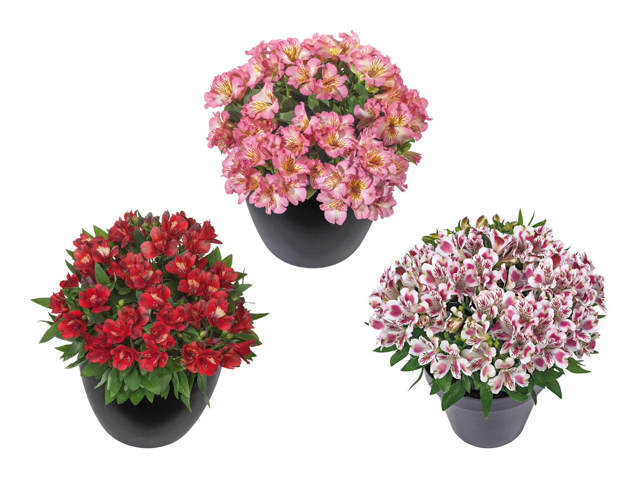 Alstromeria