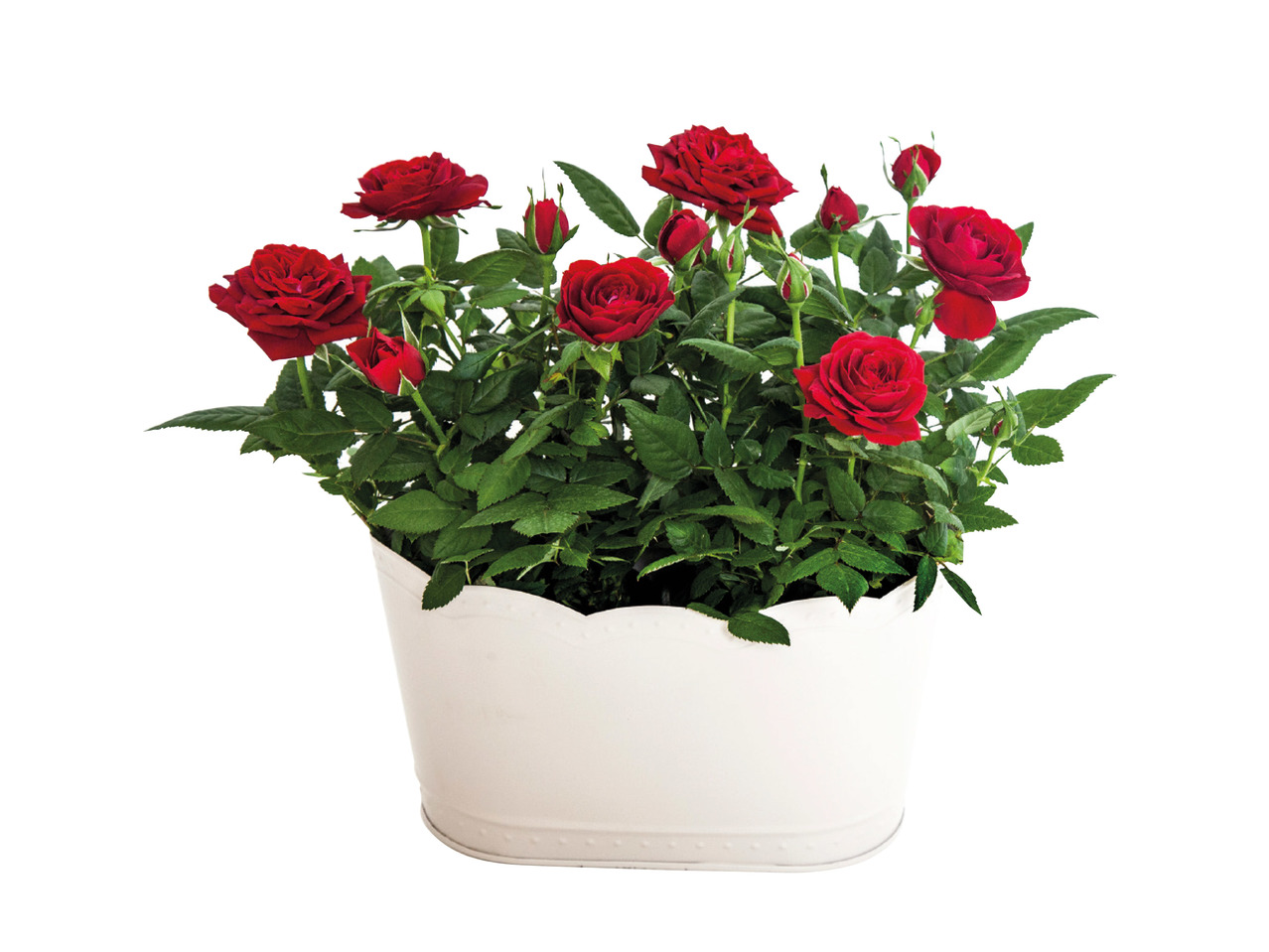 Roses in Zinc Pot 1