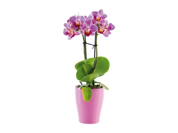 Mini Orchid in Ceramic