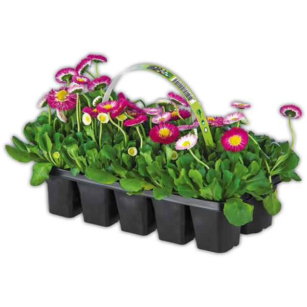 Beetpflanzen Frühblüher