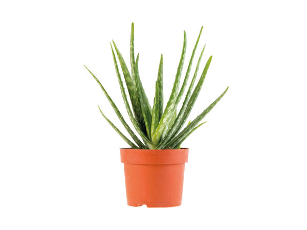 Air Purifying Plant1