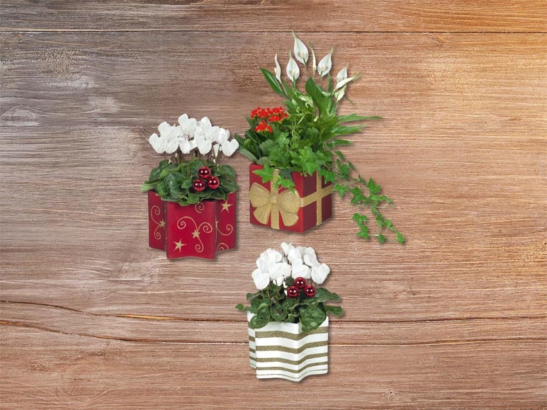 Plantes à fleurs dans un pot en céramique (dés 3.12.)
