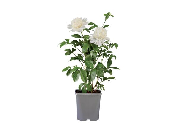Large Garden Peony