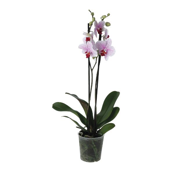 Orchidee 2-tak