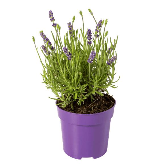 Lavendel