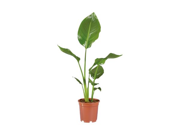Strelitzia "Nicolai"