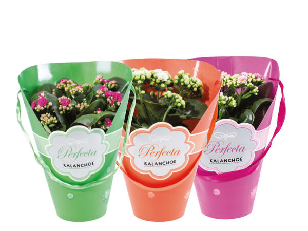 Kalanchoe i presentförpackning