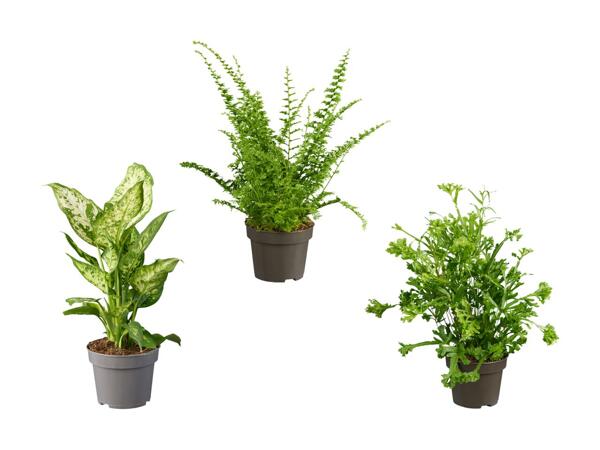 Plante dépolluante