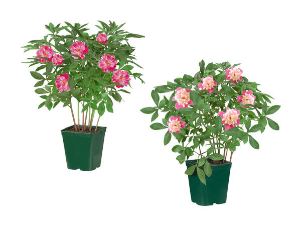 Pivoines