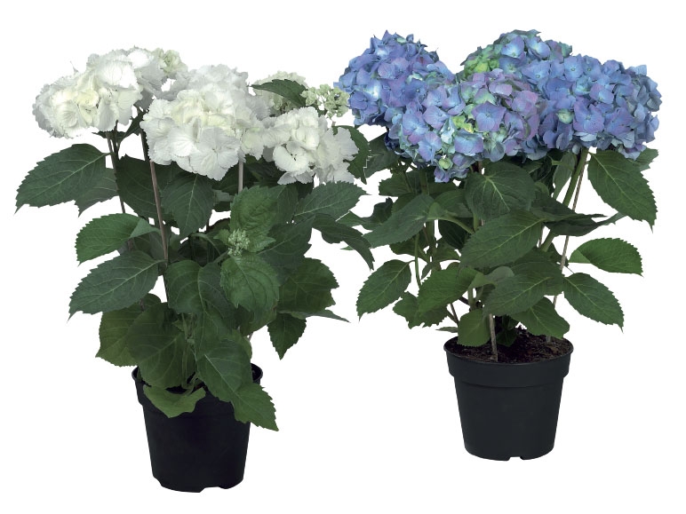 Hydrangea